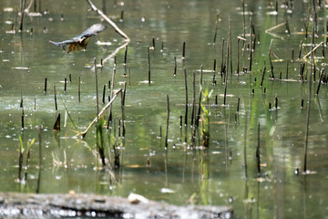 Colorful kingfisher perched on a branch by a serene river during bright daylight