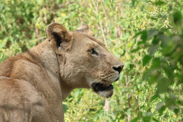 lion in the grass