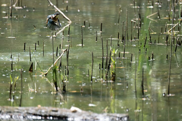 Colorful kingfisher perched on a branch by a serene river during bright daylight