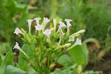 tabacoo plant in earth nice pic, White tobacco flowers and green tobacco leaves are seasonal plants once a year for the people of Johorejo Kendal