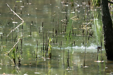 Colorful kingfisher perched on a branch by a serene river during bright daylight