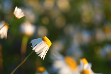 Camomile on a meadow