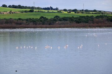 A flock of birds in the lake. group of greater Flamingo, Phoenicopterus roseus in the Laguna de Medina, Jerez de la Frontera, Cadiz Province, Spain