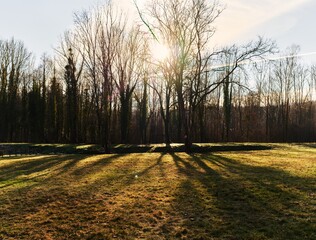 Winter Sunset in French Countryside - Bare Trees with Long Shadows and Sunburst over Grassy Field