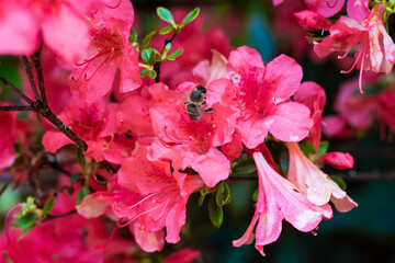 Bee on a rhododendron flower blooming in lush pink