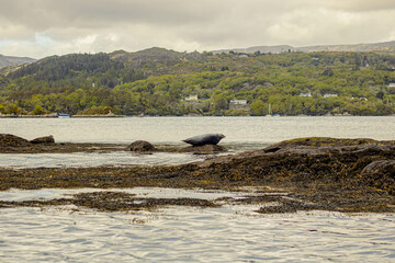 Seals lie on rocks near Garnish Island, Ireland, with mountains and trees and houses in the...