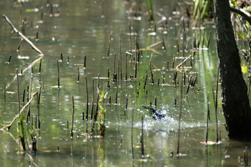 Colorful kingfisher perched on a branch by a serene river during bright daylight