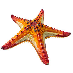 A vibrant and colorful starfish from the ocean floor isolated on a transparent background png