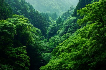 forest in the morning