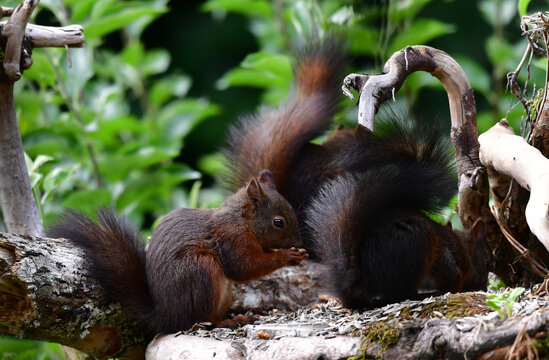 Eichh&ouml;rnchen