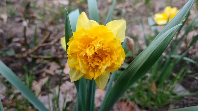 Blooming varietal flower of the variety narcissus. Blooming daffodil flower with yellow petals in inflorescence on green stem with leaves growing in the ground on sunny spring day. Gardening