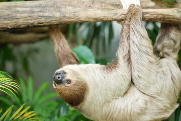 Sloths, slow-moving animals living in nature in zoos in Thailand.