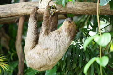 Sloths, slow-moving animals living in nature in zoos in Thailand.
