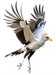 Fototapeta premium Secretary Bird in Flight against a Pure White Background with Wings Extended