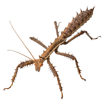 A large giant prickly stick insect camouflaged on a branch isolated on a transparent background png