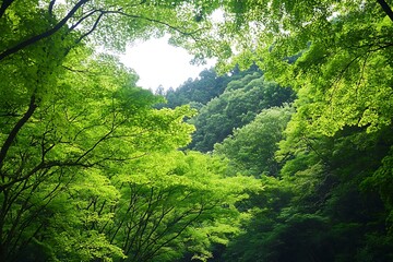 forest in the morning