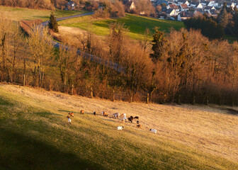 Fototapete bei efototapeten.de bestellen   