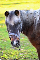 Naklejka premium A beautiful horse is grazing on a green meadow on a sunny day. Concept for animals and nature.