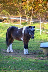 A beautiful horse is grazing on a green meadow on a sunny day. Concept for animals and nature.