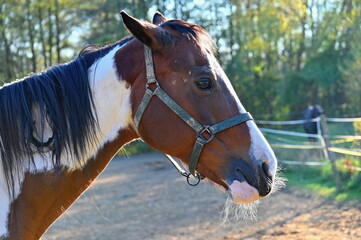 A beautiful horse is grazing on a green meadow on a sunny day. Concept for animals and nature.