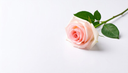 Soft Pink Rose Flower on White Background with Green Leaves