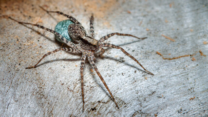 spider on a white background