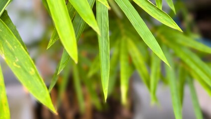 Vibrant Green Bamboo Leaves Close-Up Photography of Lush Foliage