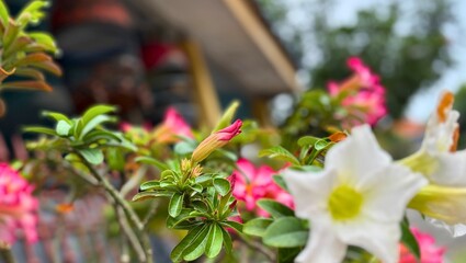 Close-up of Pink and White Desert Rose Blossoms in Bloom
