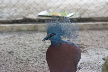 Victoria Crowned Pigeon with Distinctive Blue Crest
