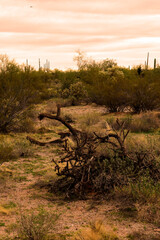 Landscape Sonoran Desert Arizona