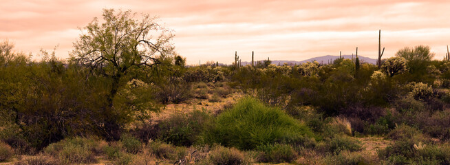 Landscape Sonoran Desert Arizona