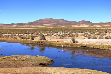 Birds at a small river at Altiplano in southern Bolivia