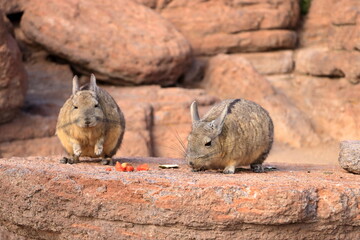 Chinchilla's rock, Roca de viscachas, Cute viscacha in the High Andean Plateau desert, Bolivia