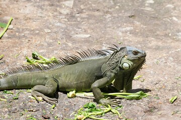Iguana lizard is eating fresh vegetables deliciously.