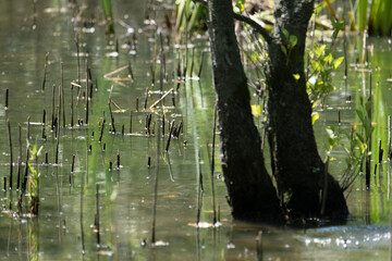 Colorful kingfisher perched on a branch by a serene river during bright daylight
