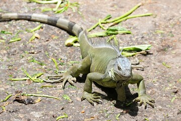 Iguana lizard is eating fresh vegetables deliciously.