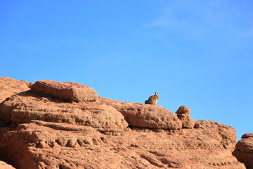 Chinchilla's rock, Roca de viscachas, Cute viscacha in the High Andean Plateau desert, Bolivia