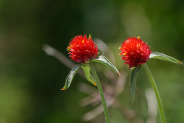 千日紅の姉妹01