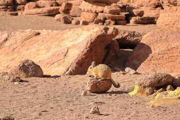 Chinchilla's rock, Roca de viscachas, Cute viscacha in the High Andean Plateau desert, Bolivia