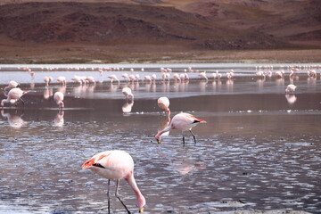 pink flamingos feeding at a Laguna in Bolivia