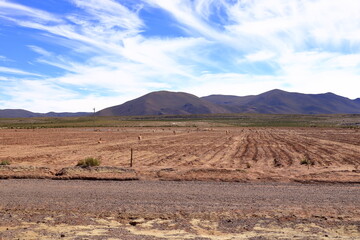 Wild vicunas in Bolivia, South America