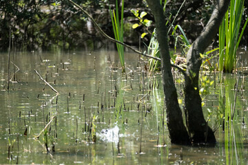 Colorful kingfisher perched on a branch by a serene river during bright daylight