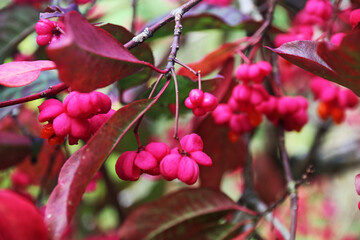 Spindle berries on a bush
