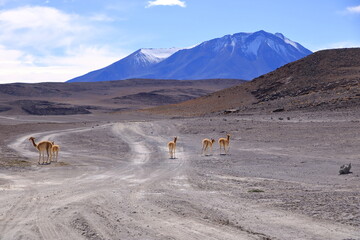 Wild vicunas in Bolivia, South America