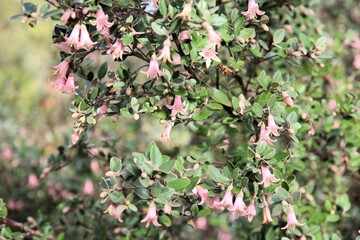 Western Honey Bee (Apis mellifera) flying to correa flower