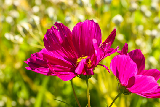 cosmos Flower Cosmos bipinnatus) in Full bloom-vibrant pink petals with yellow center