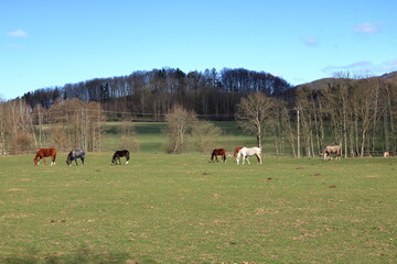 several horses grazing on a sunny meadow