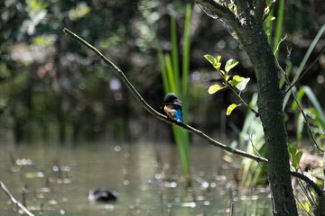 Colorful kingfisher perched on a branch by a serene river during bright daylight