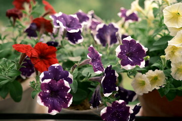 Colourful flowers. Petunias are fragrant and delicate flowers. The arrival of summer. Photo 4.