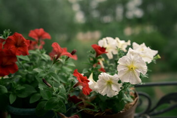 Colourful flowers. Petunias are fragrant and delicate flowers. The arrival of summer. Photo 2.